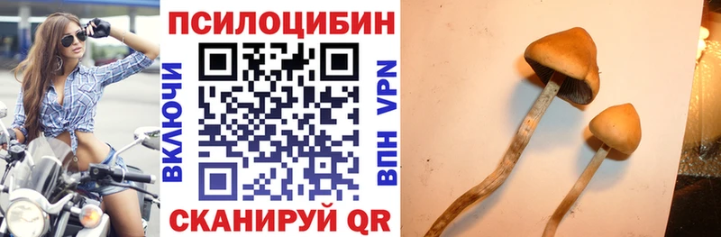 Купить закладки  Людиново  Псилоцибиновые грибы MAGIC MUSHROOMS 